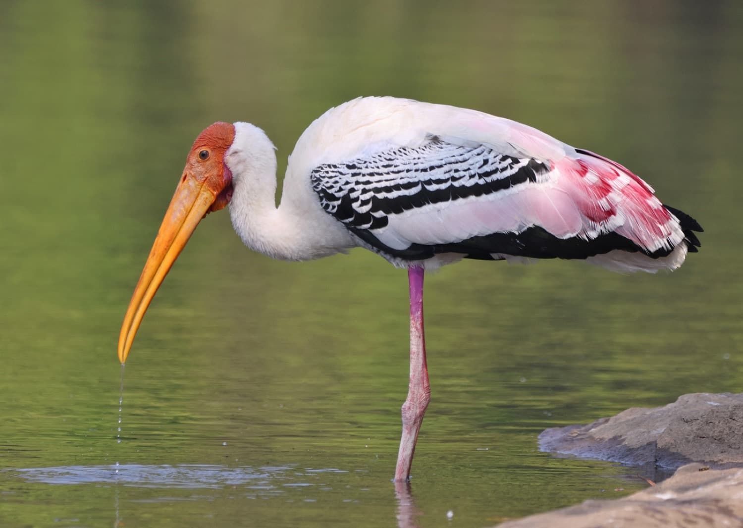 Dawn Bird Walk