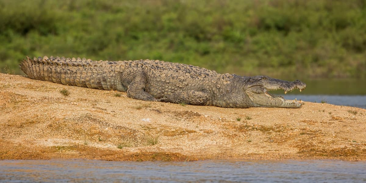 Mugger Crocodile
