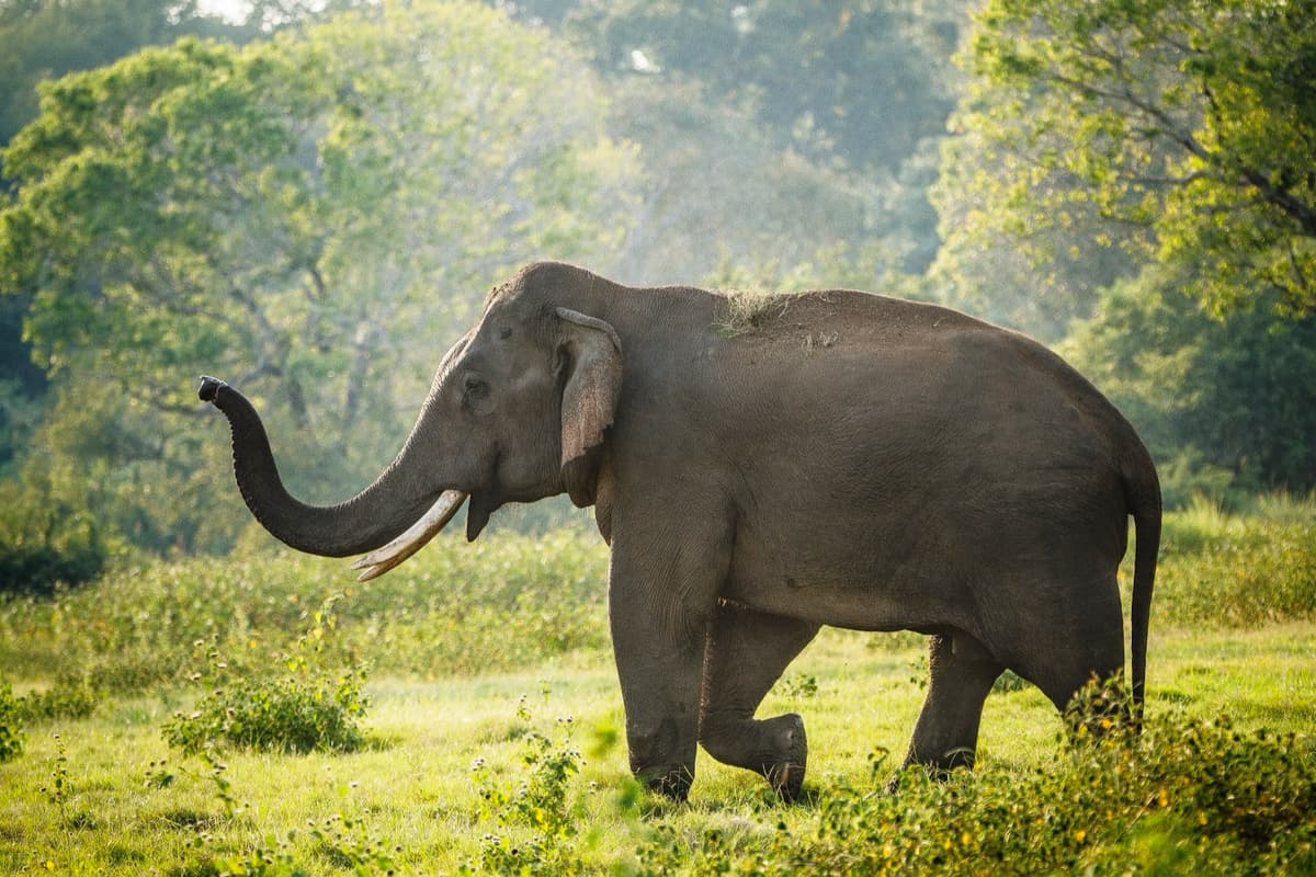 Asian Elephant