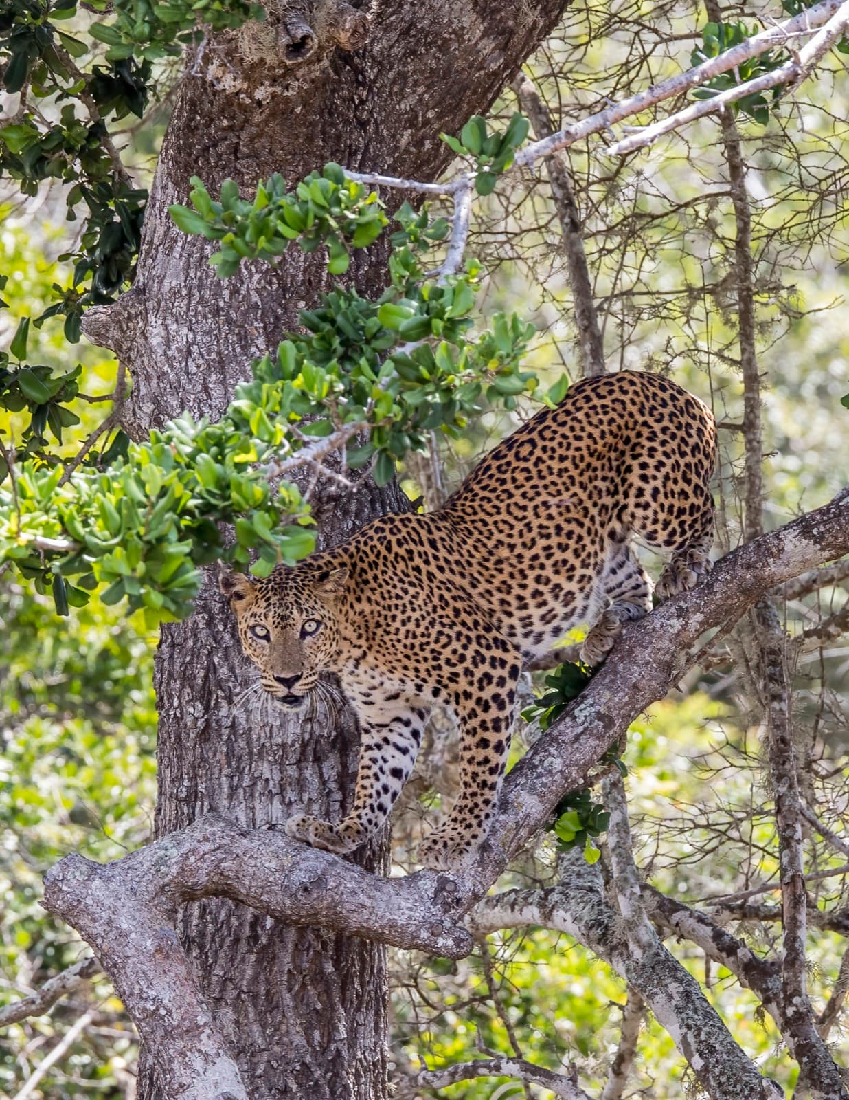 Sri Lankan Leopard